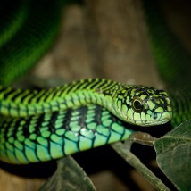 Boomslang