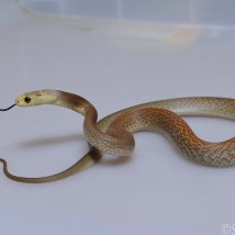 Coastal Taipan