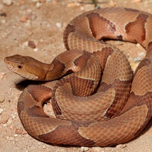 Copperhead