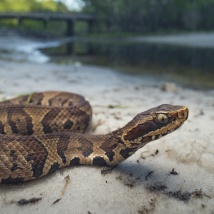 Cottonmouth (Water Moccasin)