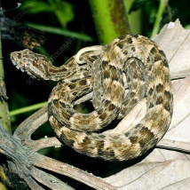 Fer-de-Lance