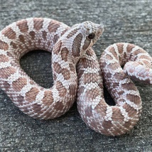 Hognose Snake