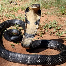 King Cobra